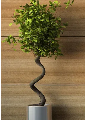 A plant with green leaves in a white pot against a warm wooden background